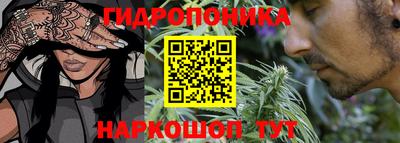 гашик Кингисепп