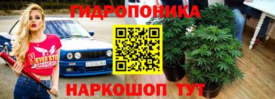 гашик Кингисепп